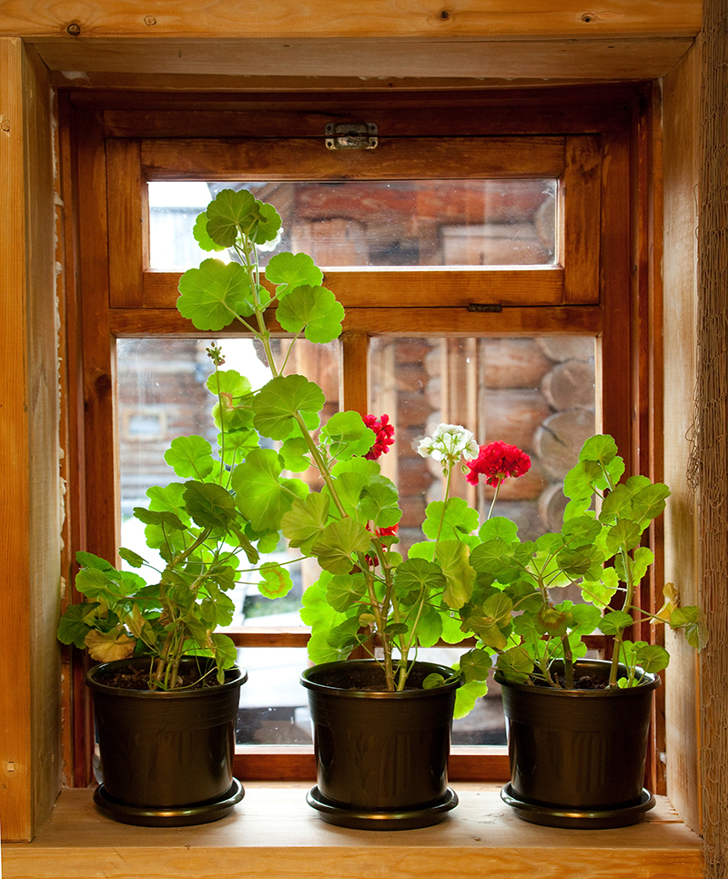 flower shops bouquets