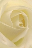 This captivating image invites you deep into the heart of a cream-white rose, as if you're enfolded in its tender petals amidst the familiar peace of Gidea Park. The delicate spiral of each fold entices the imagination to linger on their whisper-fine texture, a subtle echo of early morning dew on flowerbeds lining local gardens. Light pours gently over the rose, casting soft shadows between folds of ivory, sculpting depth and quiet drama that speak of contentment and renewal. The intimate composition radiates calm-the tranquil mood that infuses a thoughtful gesture or a private moment in the shade of Raphael Park's blooming paths. As a florist rooted in Gidea Park, I see in this rose the purest symbol of reverence, perfectly suited for conveying sympathy, marking new beginnings, or expressing undiluted admiration. The faintest sweetness lingers on the air, a subdued yet memorable fragrance, as if to remind the viewer of the emotions carefully woven into every petal. Beyond the flower's natural elegance, the image reveals an underlying artistry-the skill and heart behind each carefully chosen bloom, ready to bring comfort and inspiration to every doorstep in the community.